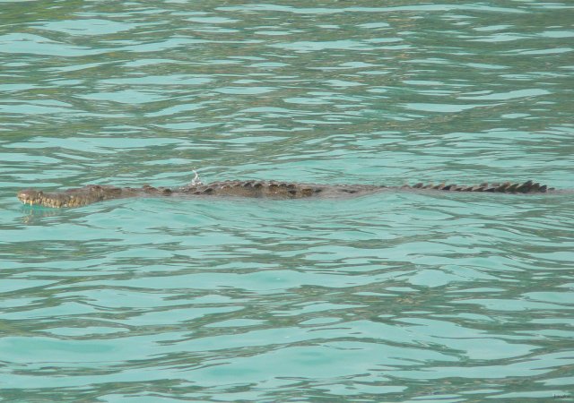 82- Le crocodile marin n'a pas l'air aimable 
